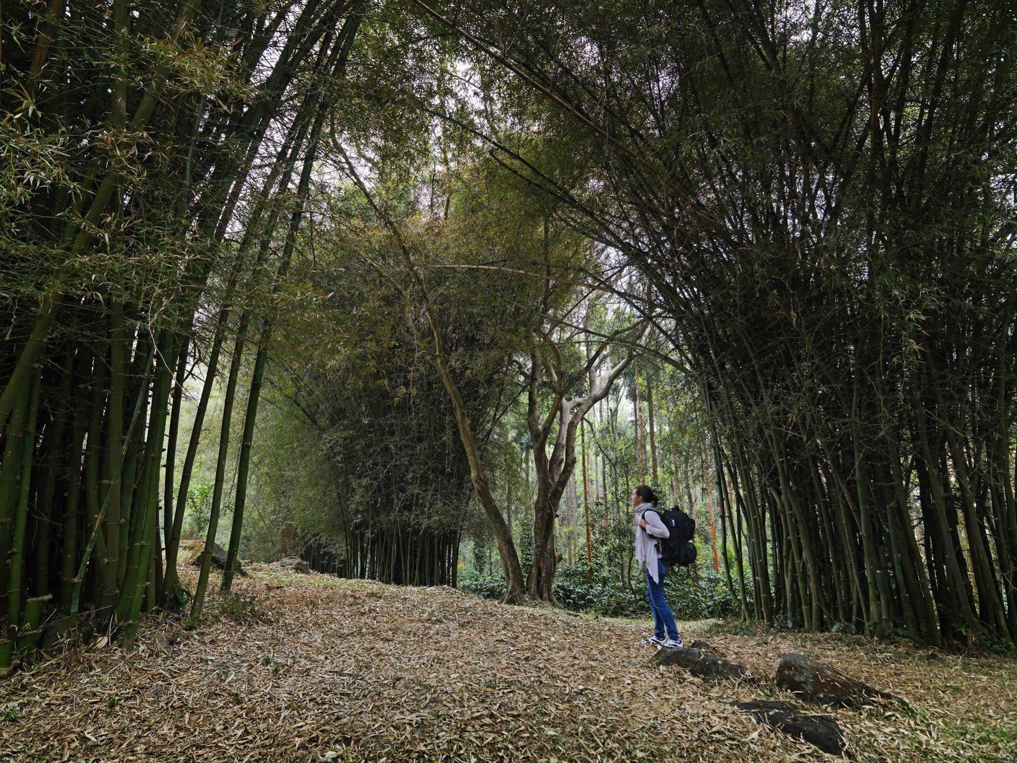 The Serai Chikmagalur Luaran gambar